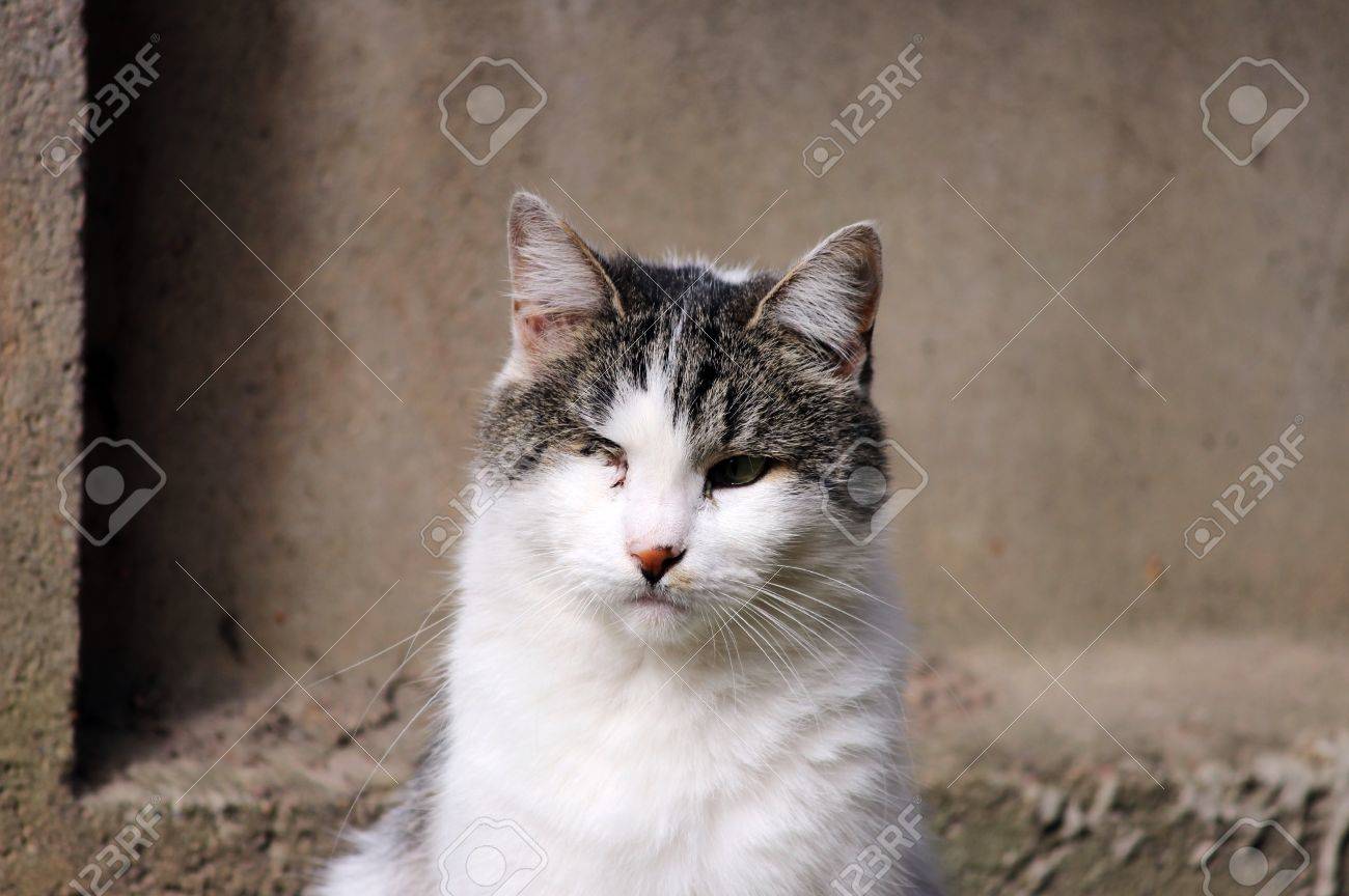 chlamydia in kittens