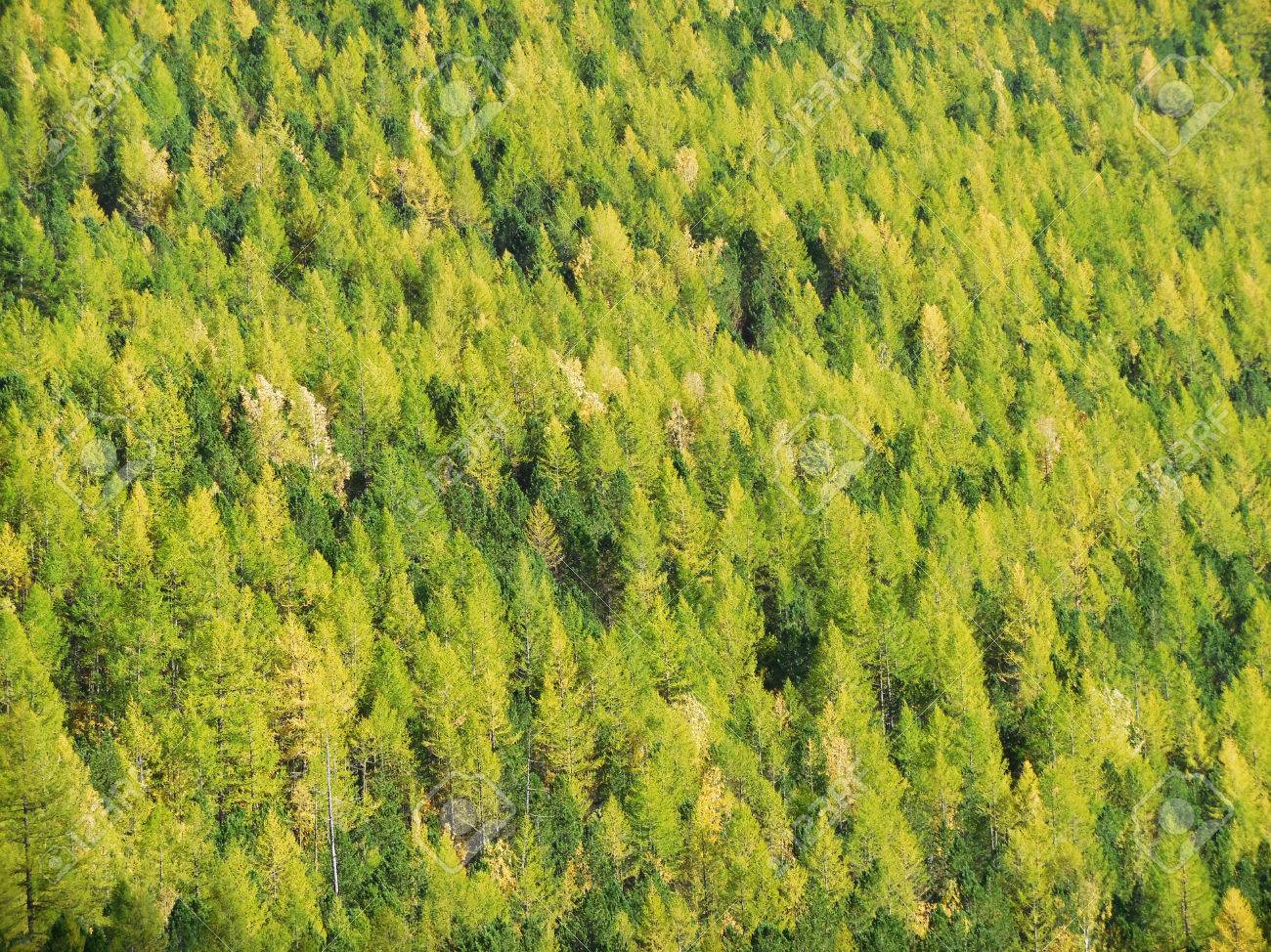 シベリア、アルタイ山脈のタイガ針葉樹野生林の写真素材・画像素材