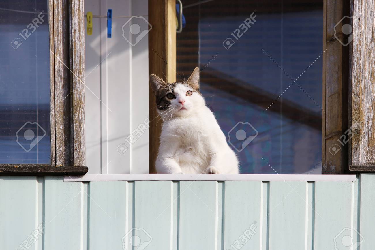 Un Gros Chat Blanc Se Trouve Sur Un Balcon Au Printemps Et Voit Les Passants De La Banque D Images Et Photos Libres De Droits Image