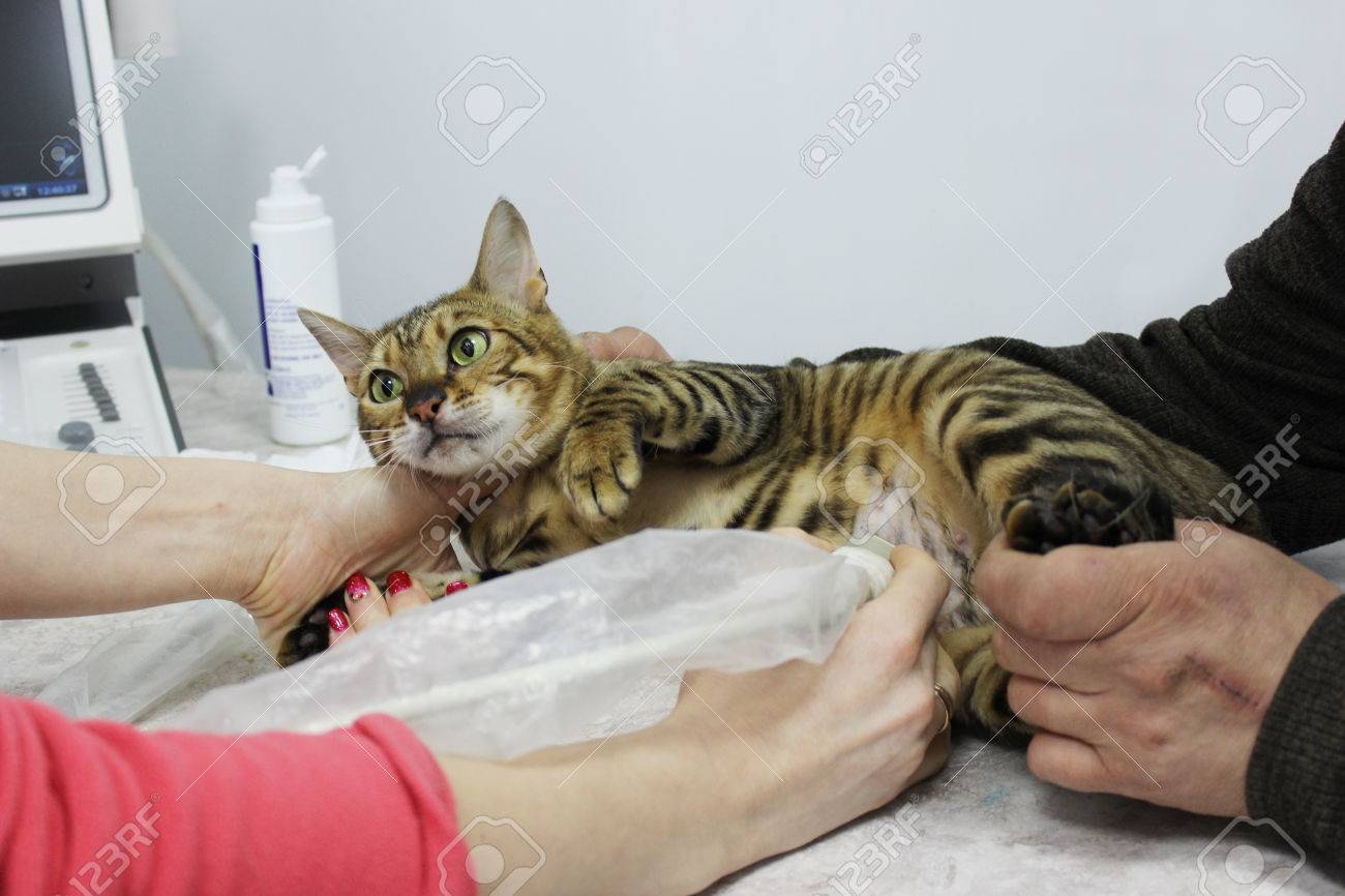 Un Chat Toyger Pur Sang Enceinte De La Reproduction Sur L Echographie De L Uterus Dans Une Clinique Veterinaire Banque D Images Et Photos Libres De Droits Image Un Chat Toyger Pur Sang Enceinte De La Reproduction Sur L Echographie De L Uterus Dans Une Clinique Veterinaire Banque D Images Et Photos Libres De Droits Image