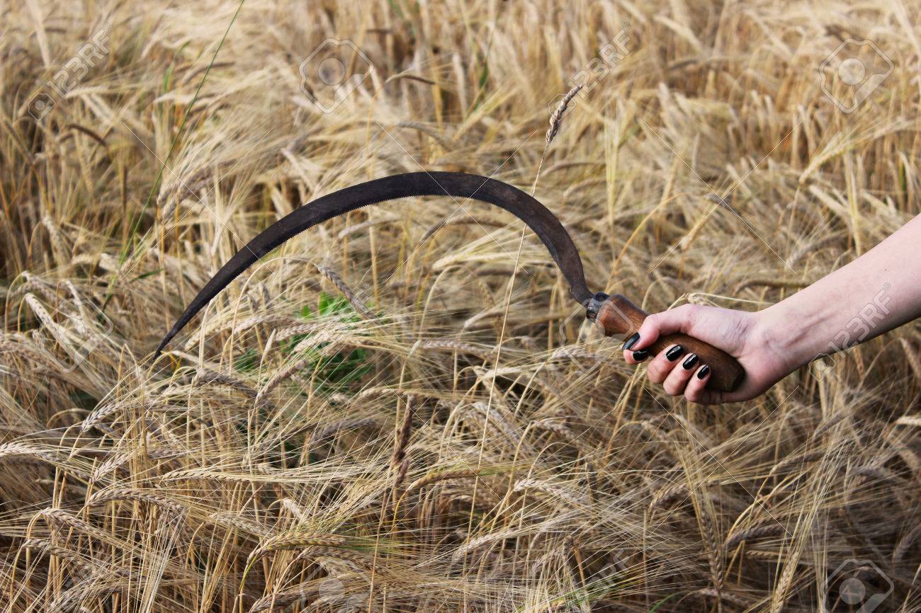 Серп фото картинки