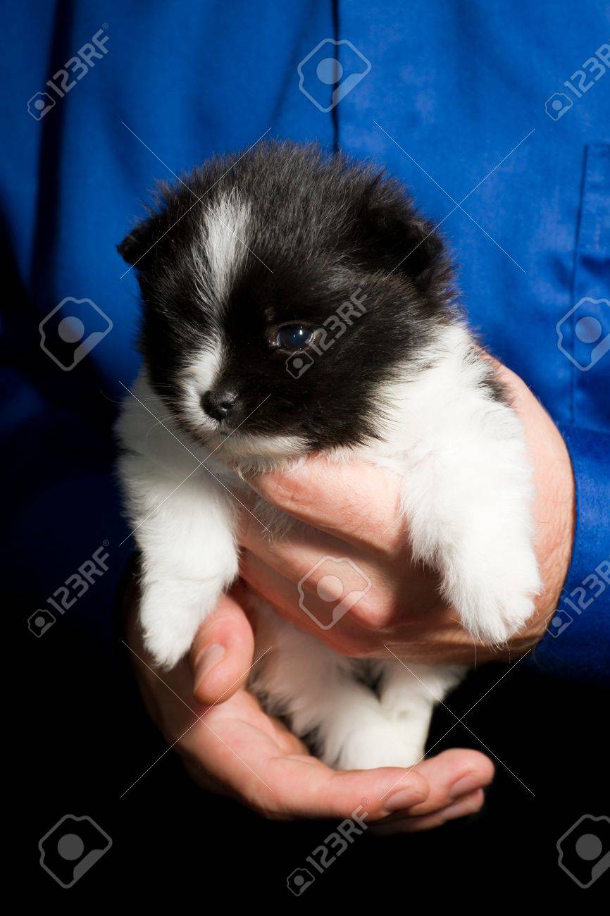 男性の手によって開催されている 4 週古い赤ちゃんポメラニアン子犬のクローズ アップ の写真素材 画像素材 Image