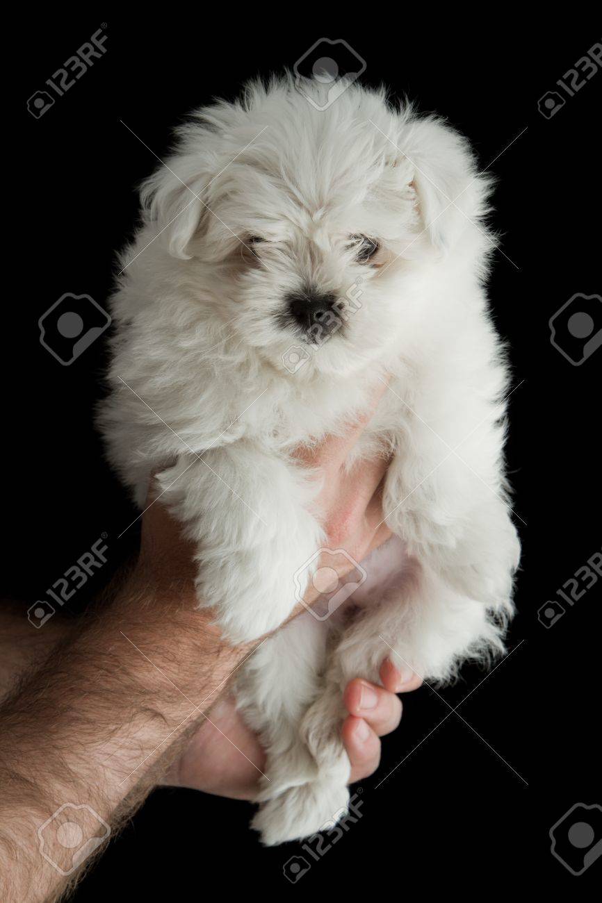 Plan Rapproche D Un Caniche De Bebe Isole Sur Un Fond Noir Banque D Images Et Photos Libres De Droits Image 9910 Plan Rapproche D Un Caniche De Bebe Isole Sur Un Fond Noir Banque D Images Et Photos Libres De Droits Image 9910