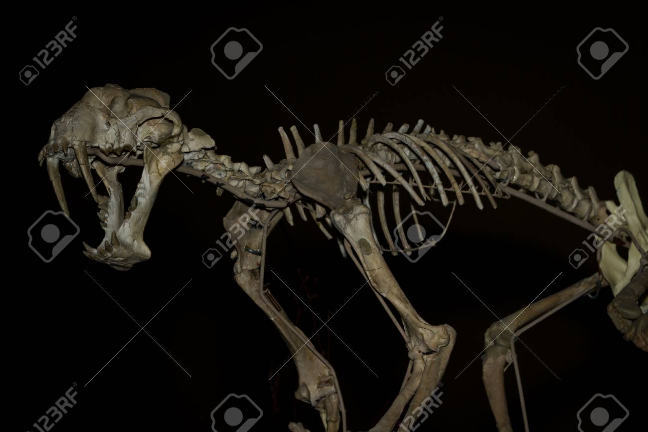 Dinosaurier Fossilien