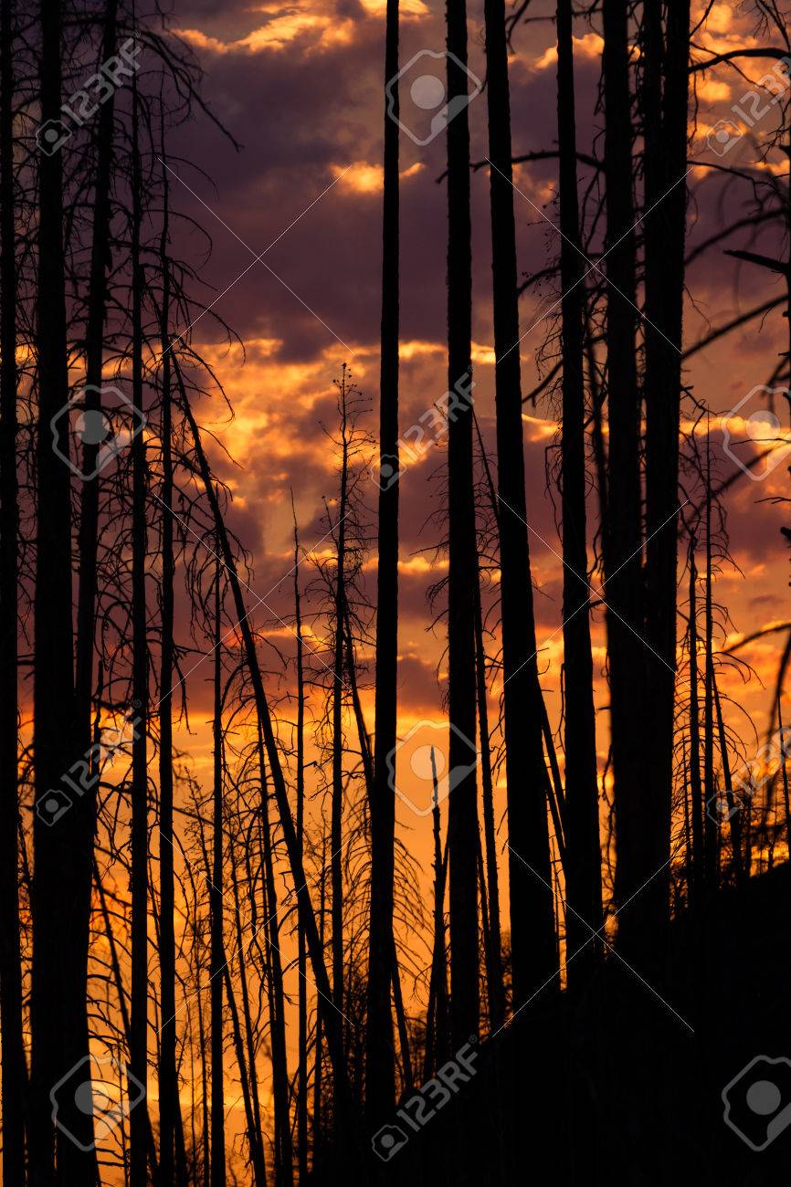 Old Forest Fire Claimed Many Acres And Now You Can See A Beautiful Stock Photo Picture And Royalty Free Image Image