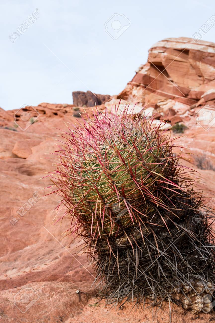 sandstone desert landscape in valley of fire state park in nevada