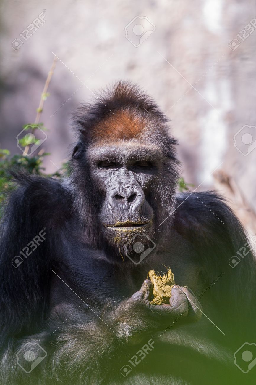 西洋の動物園でゴリラ はい 彼は 自分のうんちを食べています ゴリラの Dna は人間のような 99 95 です の写真素材 画像素材 Image