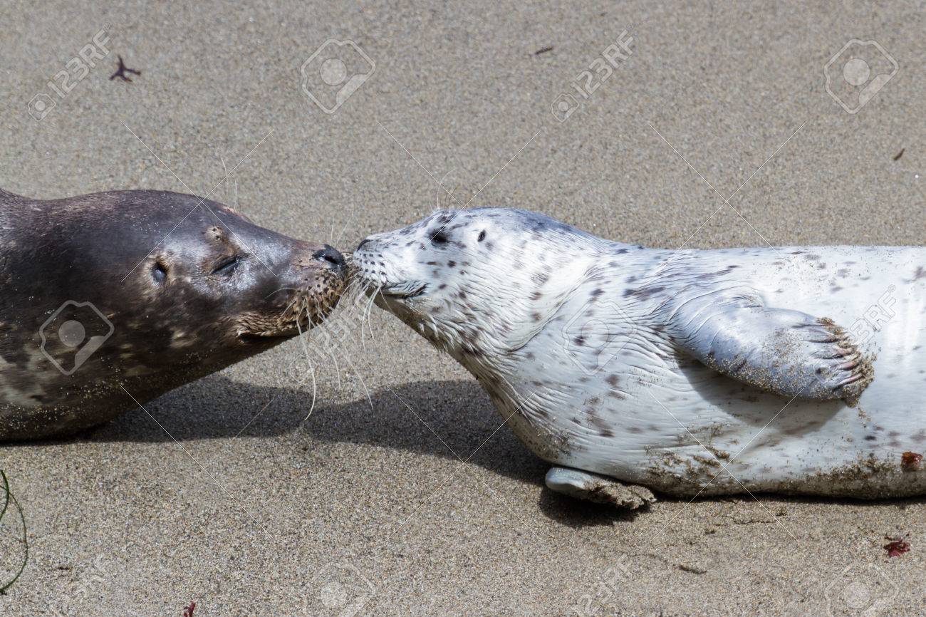 Close Up Of A Baby Seal Bonding With Her Mother On The California Coast Stock Photo Picture And Royalty Free Image Image