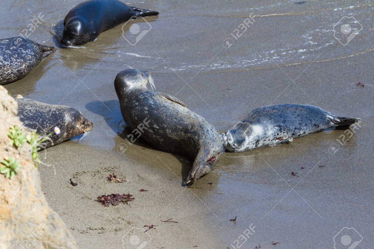 2 歳児のアザラシの赤ちゃんがカリフォルニアの海岸の保護された入り江に餌をやる の写真素材 画像素材 Image