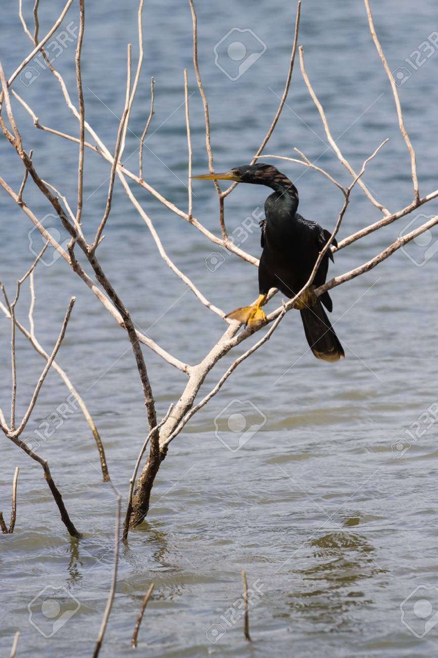 Gros Plan Dun Oiseau Noir Avec Des Pieds Web Perché Juste Au Dessus De Leau Dans Le Lac Arenal Au Costa Rica