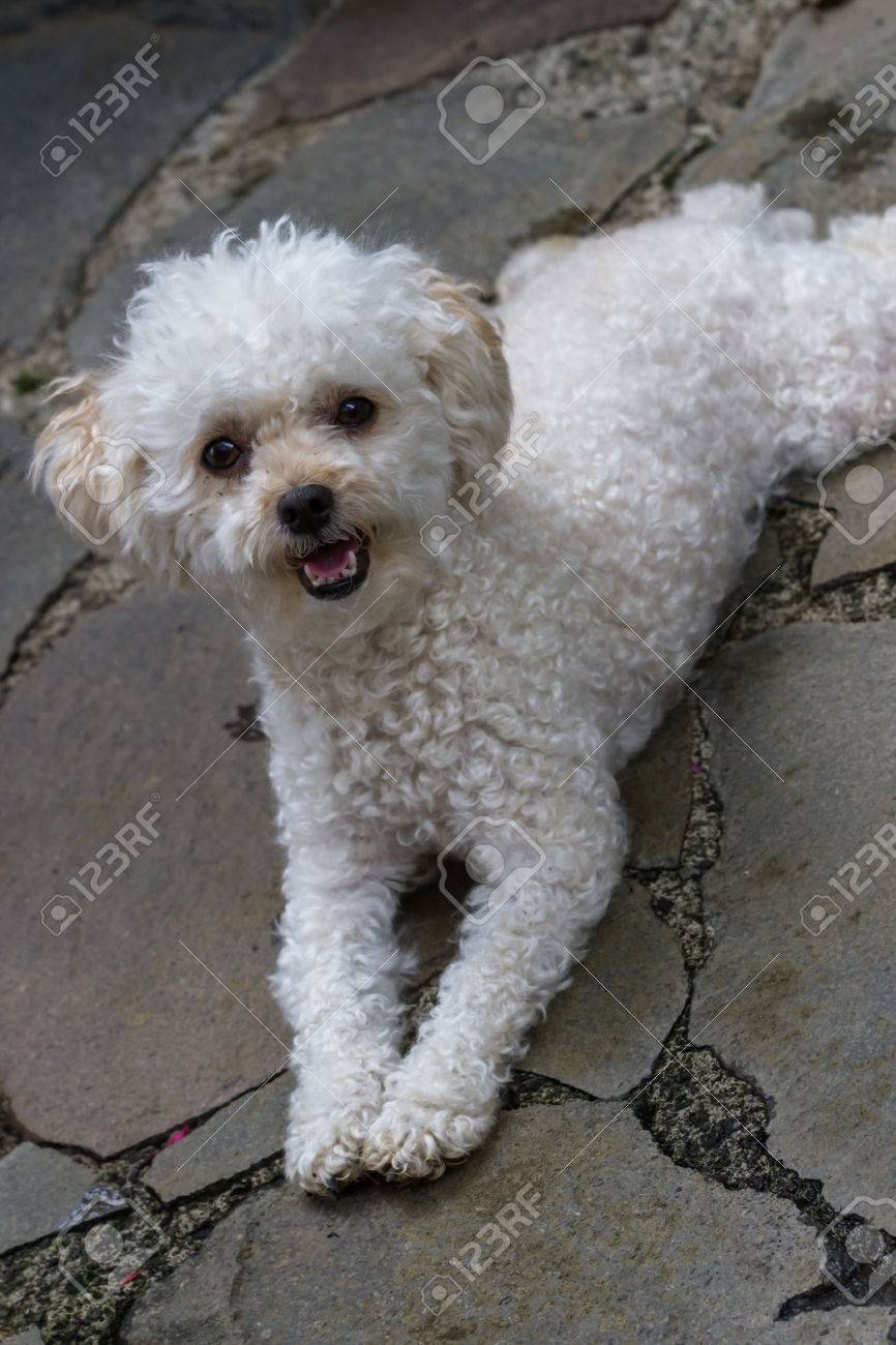 Gros Plan D Un Caniche Toy Mini Blanc Mignon Pose Sur Les Paves En Pierre Banque D Images Et Photos Libres De Droits Image Gros Plan D Un Caniche Toy Mini Blanc Mignon Pose Sur Les Paves En Pierre Banque D Images Et Photos Libres De Droits Image