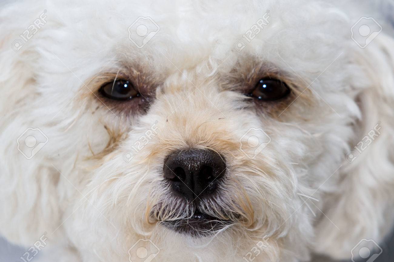 dog throwing up treatment