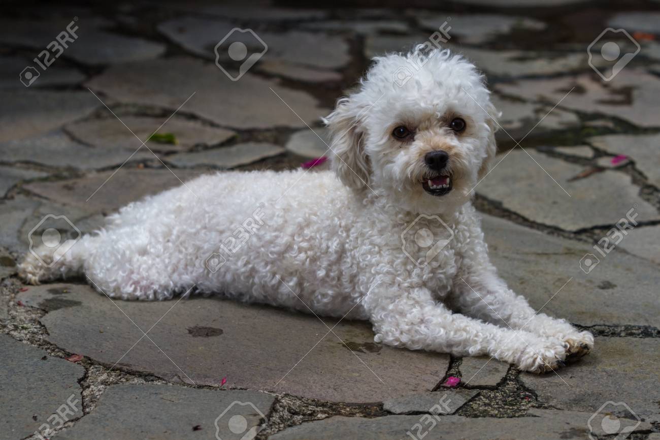 Close Up Of A Cute White Mini Toy Poodle Laying On Stone Pavers Stock Photo Picture And Royalty Free Image Image Close Up Of A Cute White Mini Toy Poodle Laying On Stone Pavers Stock Photo Picture And Royalty Free Image Image