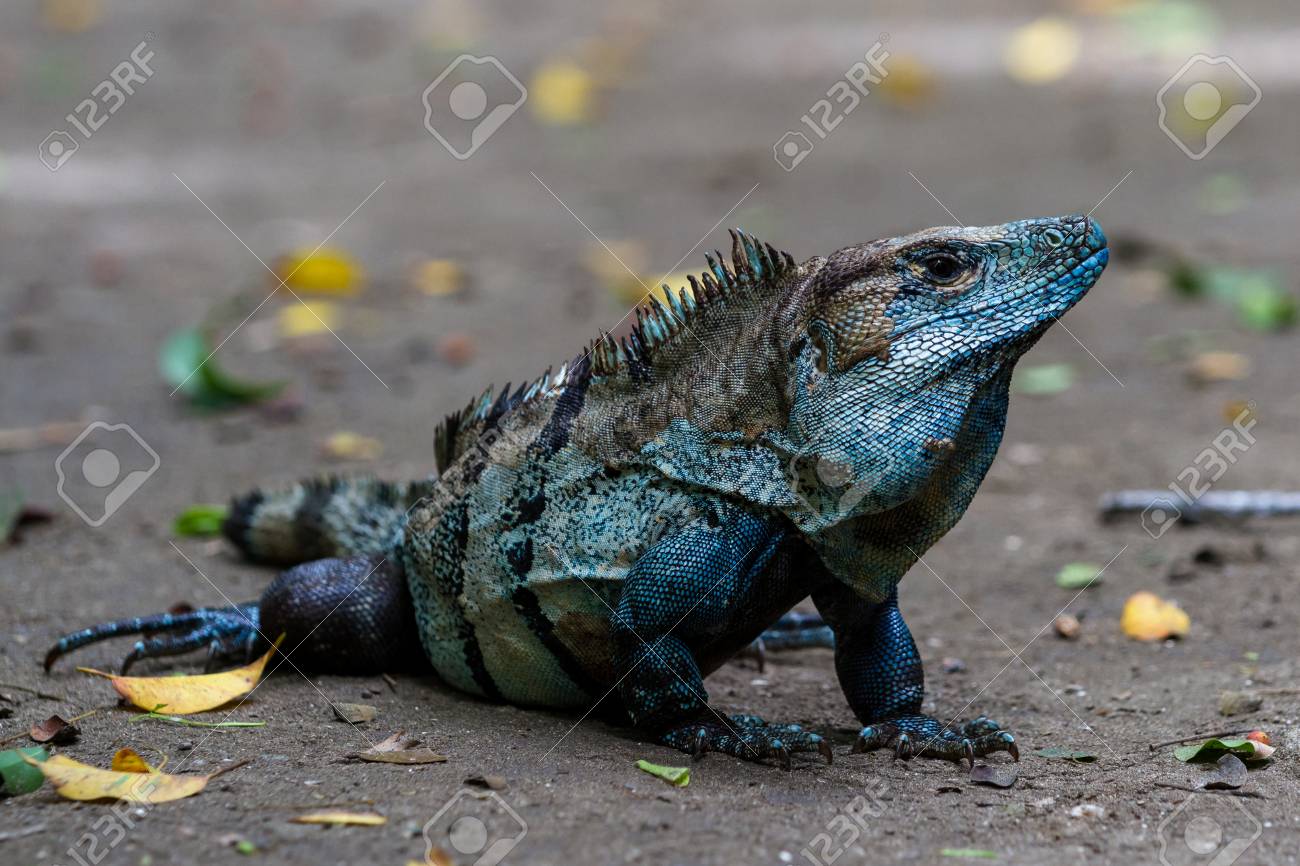 Superbe Iguane Avec Une Couleur Bleue Irisee Dans Le Sol De La Jungle Du Costa Rica Banque D Images Et Photos Libres De Droits Image