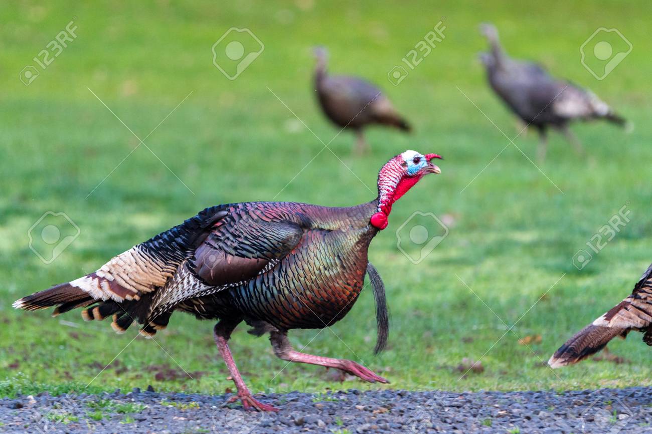 young male tom turkey running with green spring grass at the stock