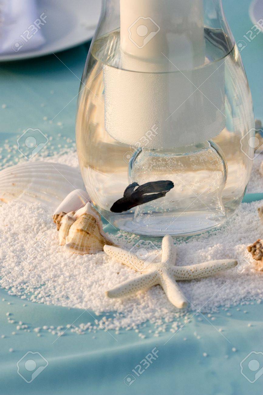 beach theme place setting with shells and fish stock photo picture