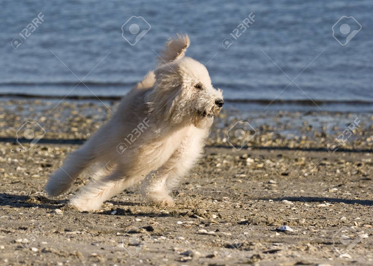 Sheep dog running turn