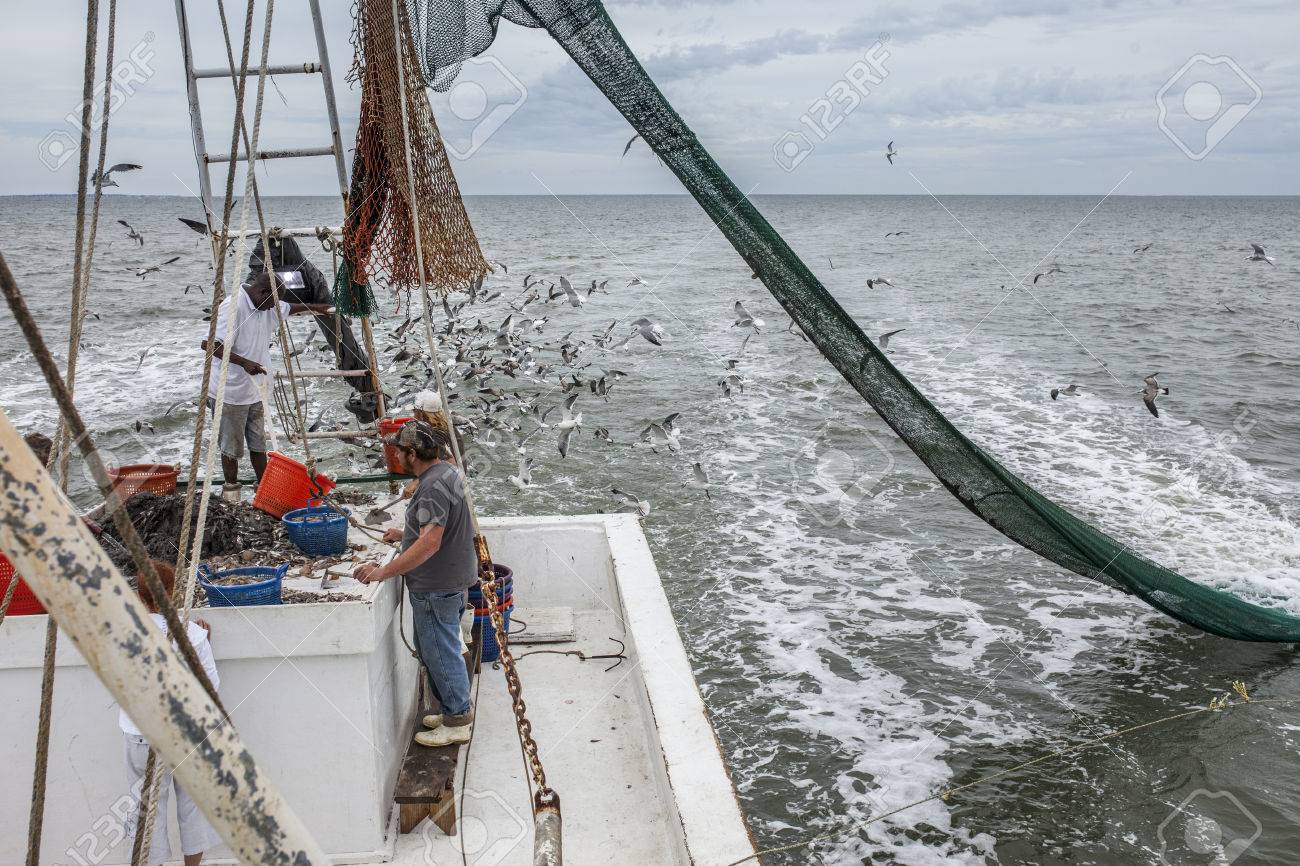 50508940-los-pescadores-comerciales-de-clasificaci%C3%B3n-de-captura-en-carolina-del-sur