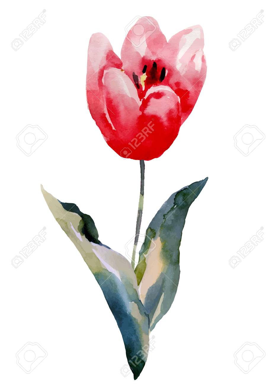 チューリップ花 白い背景で隔離水彩イラストのイラスト素材 ベクタ Image