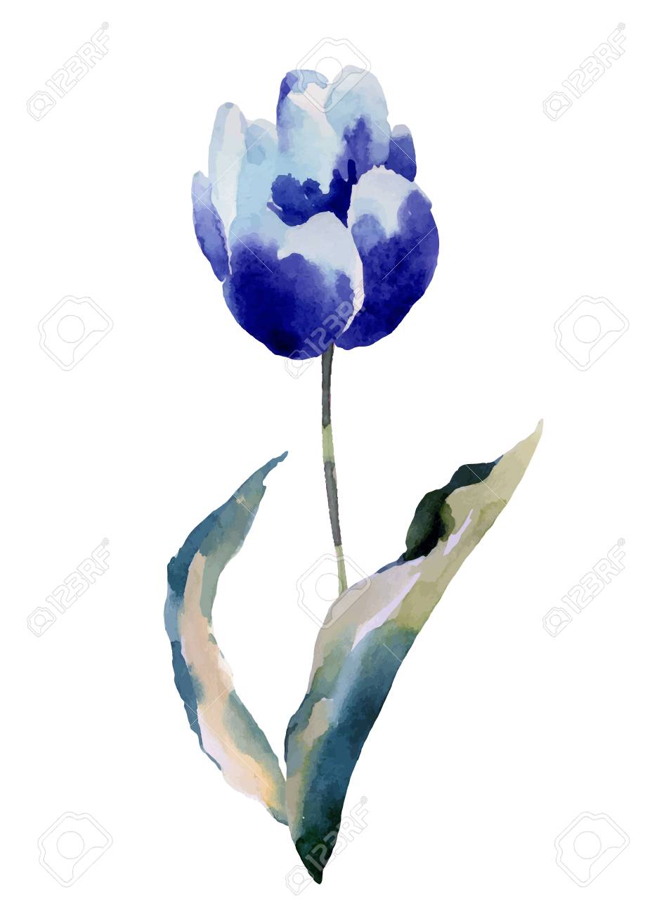 チューリップ花 白い背景で隔離水彩イラストのイラスト素材 ベクタ