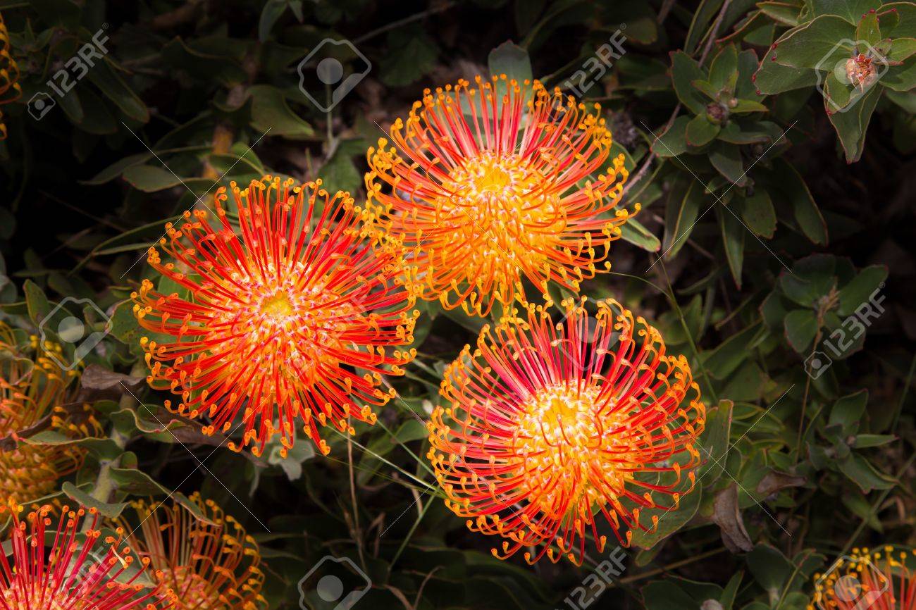 南アフリカ共和国のカユプテの鮮やかなオレンジの花 の写真素材 画像素材 Image