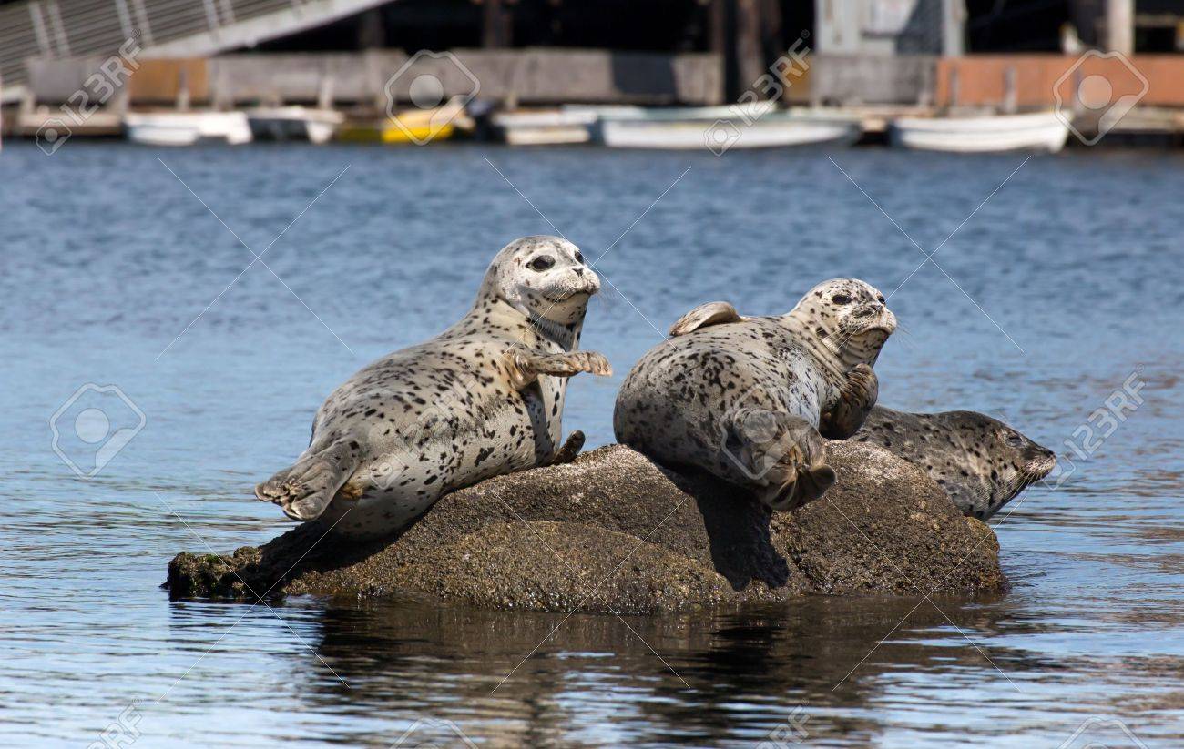 カリフォルニア州モントレー湾の岩の残りの部分でゴマフアザラシ の写真素材 画像素材 Image