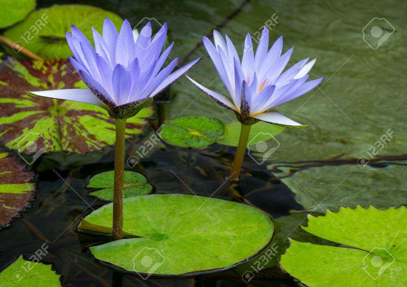 two pastel purple water lilies in water with green foliage stock