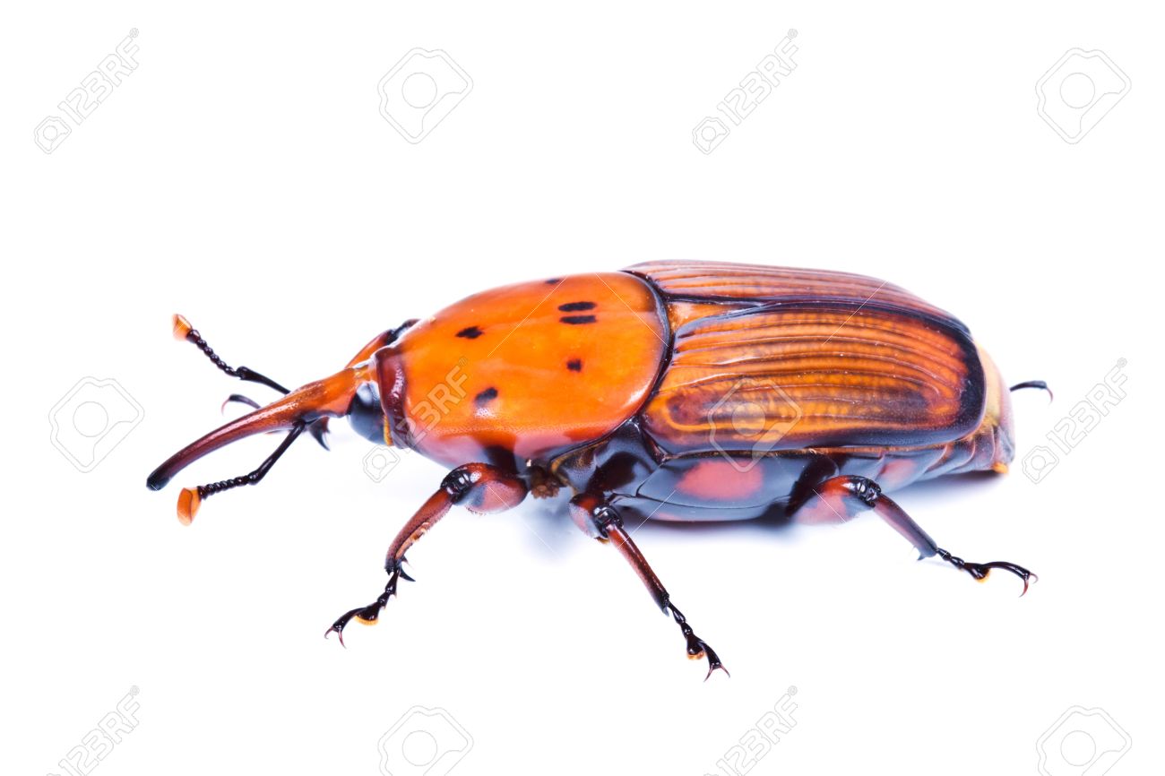 asian red palm weevil Granny sex vidieo