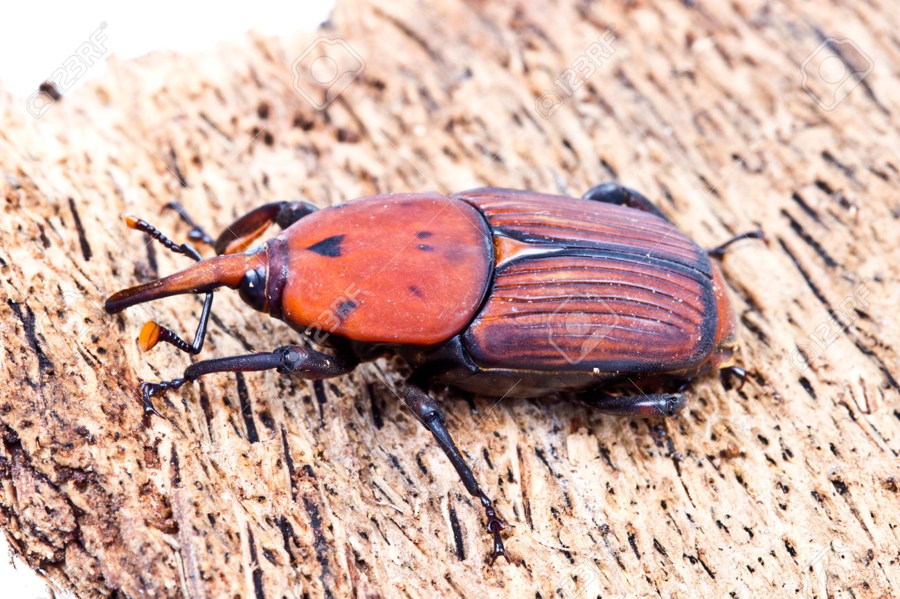 asian red palm weevil Black naked wrestling