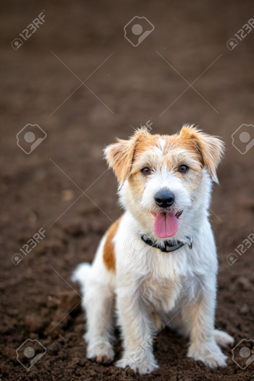 Russell Puppies Long Haired Jack Owning A Jack Russell Portrait Of