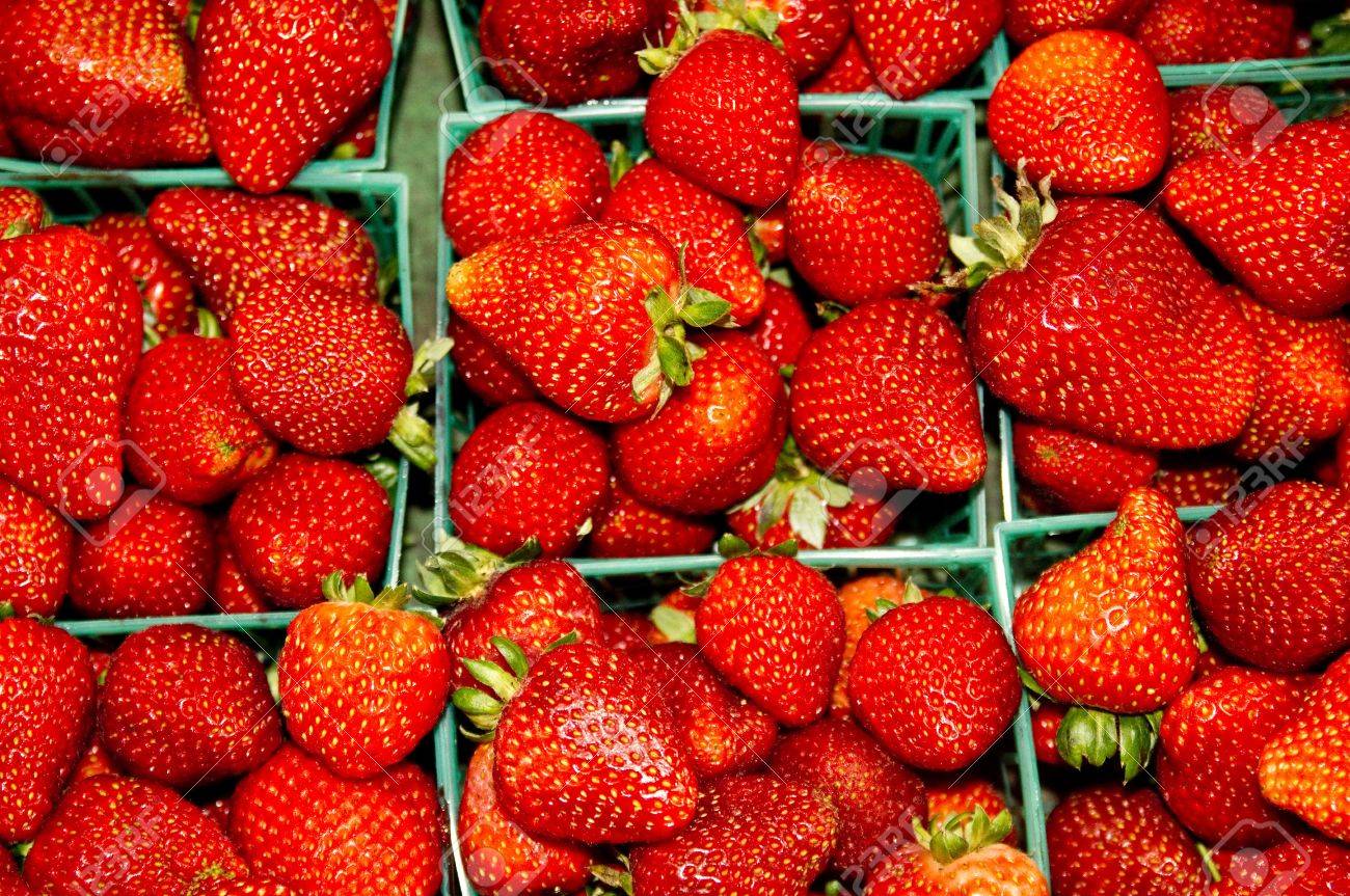 Ripe California Erdbeeren Aus Den Feldern Nahe Watsonville Kalifornien  Lizenzfreie Fotos, Bilder und Stock Fotografie. Image 15322141.