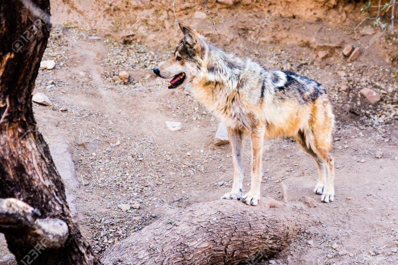 Endangerd メキシコオオカミで野生では 50 のままいくつかの差し迫った絶滅の危機に直面しています の写真素材 画像素材 Image 19912615