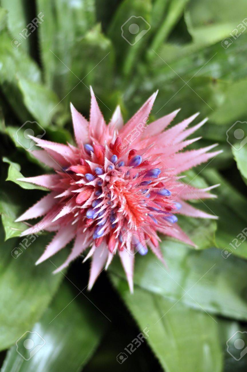 珍しい花 の写真素材 画像素材 Image 9667