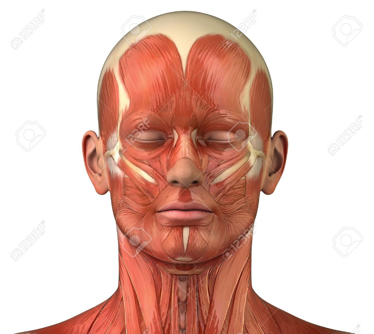 頭部の筋肉の解剖学 の写真素材 画像素材 Image 10084935