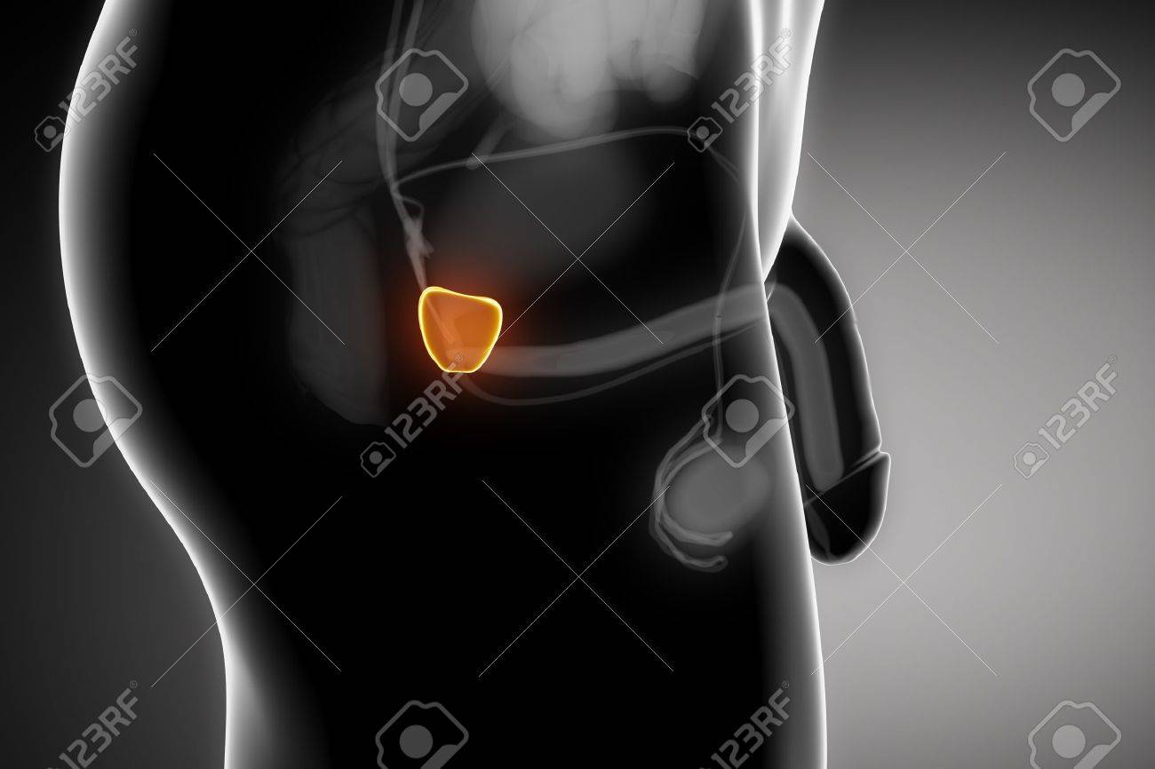 anatomía de la próstata zonasada anatomía de la próstata zonasada