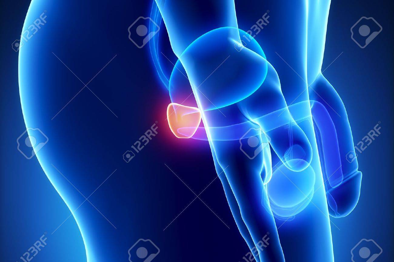 area anecogena prostata uomo video area anecogena prostata uomo video