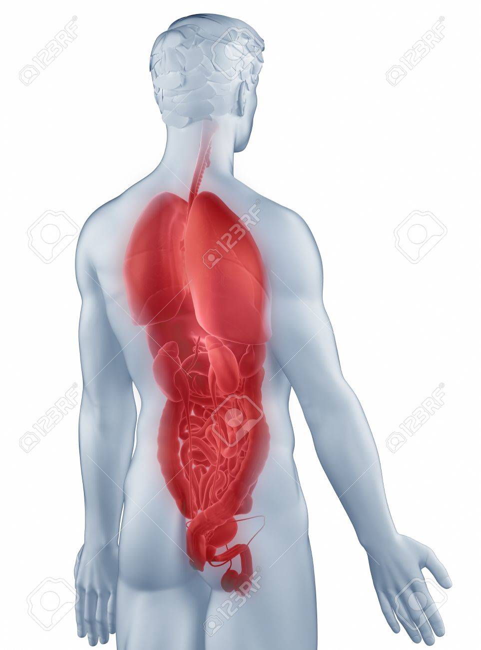 Organe Position Anatomie Mann Isoliert Ruckansicht Lizenzfreie Fotos Bilder Und Stock Fotografie Image 19707307