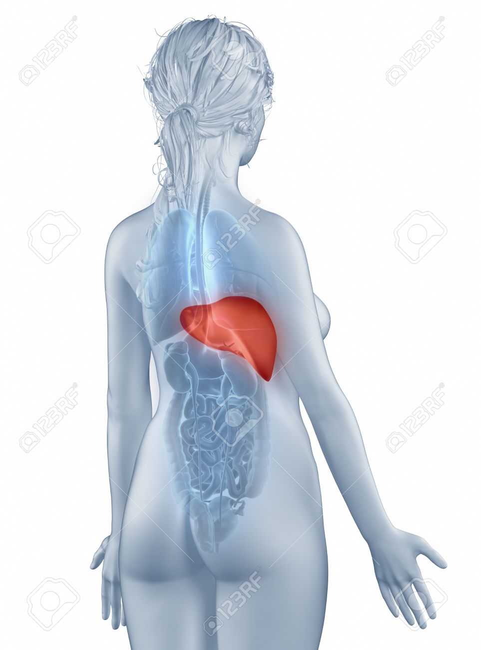 肝臓の位置の解剖学女性分離後面像 の写真素材 画像素材 Image