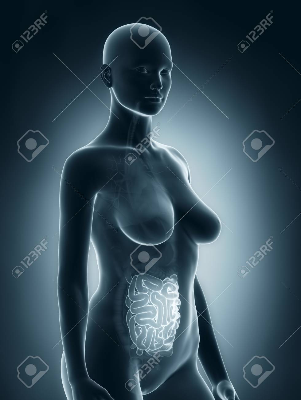 女性の内臓解剖学 の写真素材 画像素材 Image