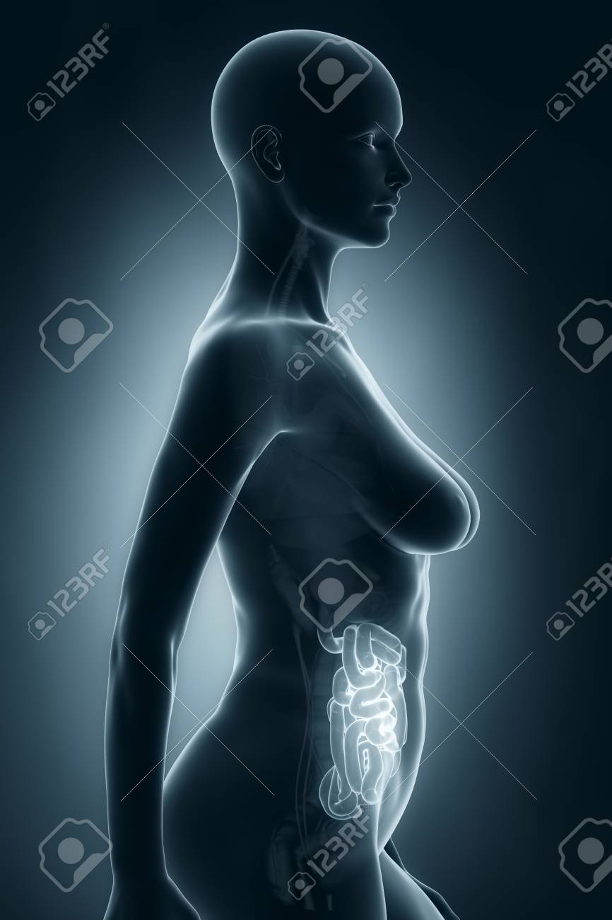 女性の内臓解剖学 X 線側面像 の写真素材 画像素材 Image