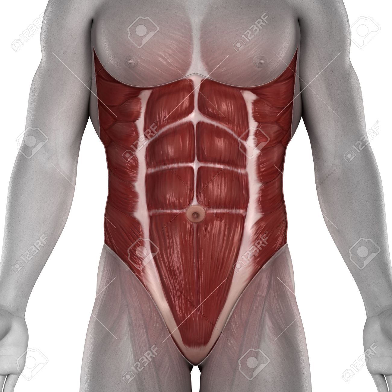 Male Abdomen Muscles Anatomy Isolated Stock Photo Picture And Royalty Free Image Image 24993636