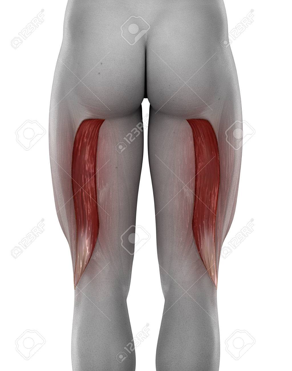 Dolor del biceps femoral