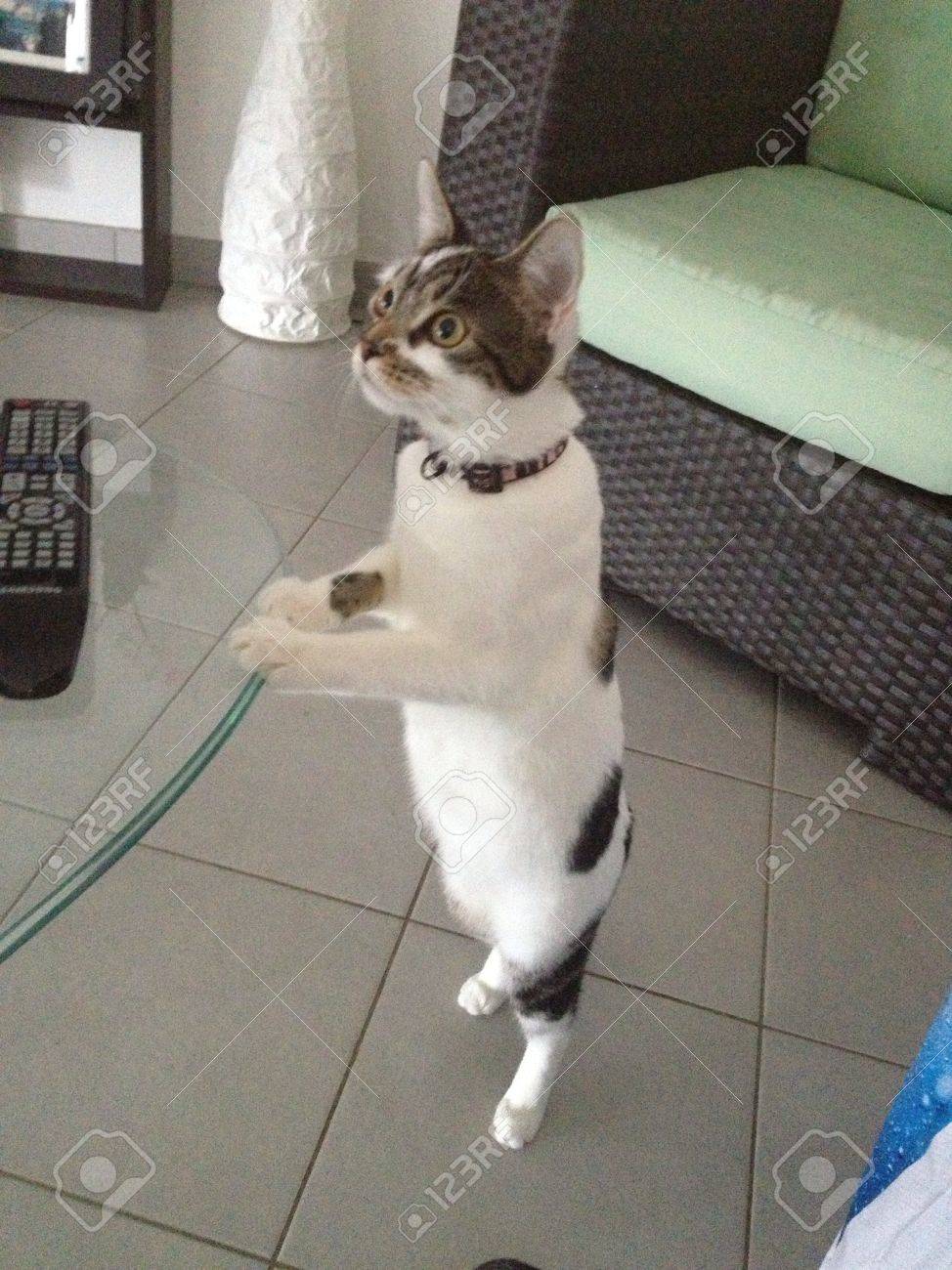 Avoir Images Drole De Chat Tres Curieux Banque D Images Et Photos Libres De le plus cool salutations