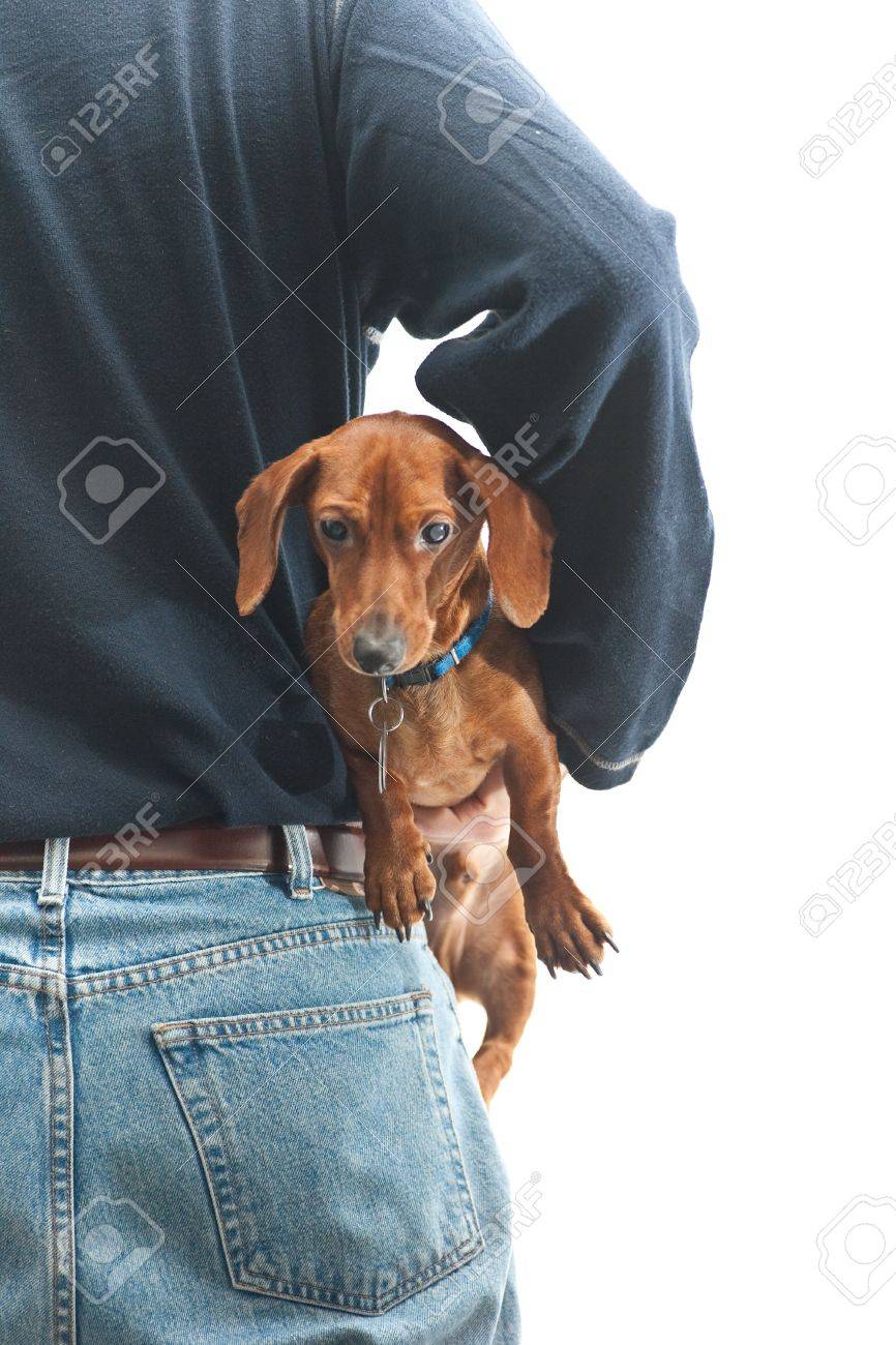 pocket dachshund