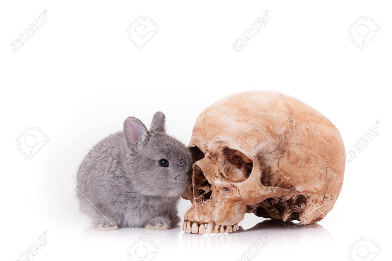 Gris Bebe Conejito Conejo Aislados Sobre Fondo Blanco Fotos Retratos Imagenes Y Fotografia De Archivo Libres De Derecho Image