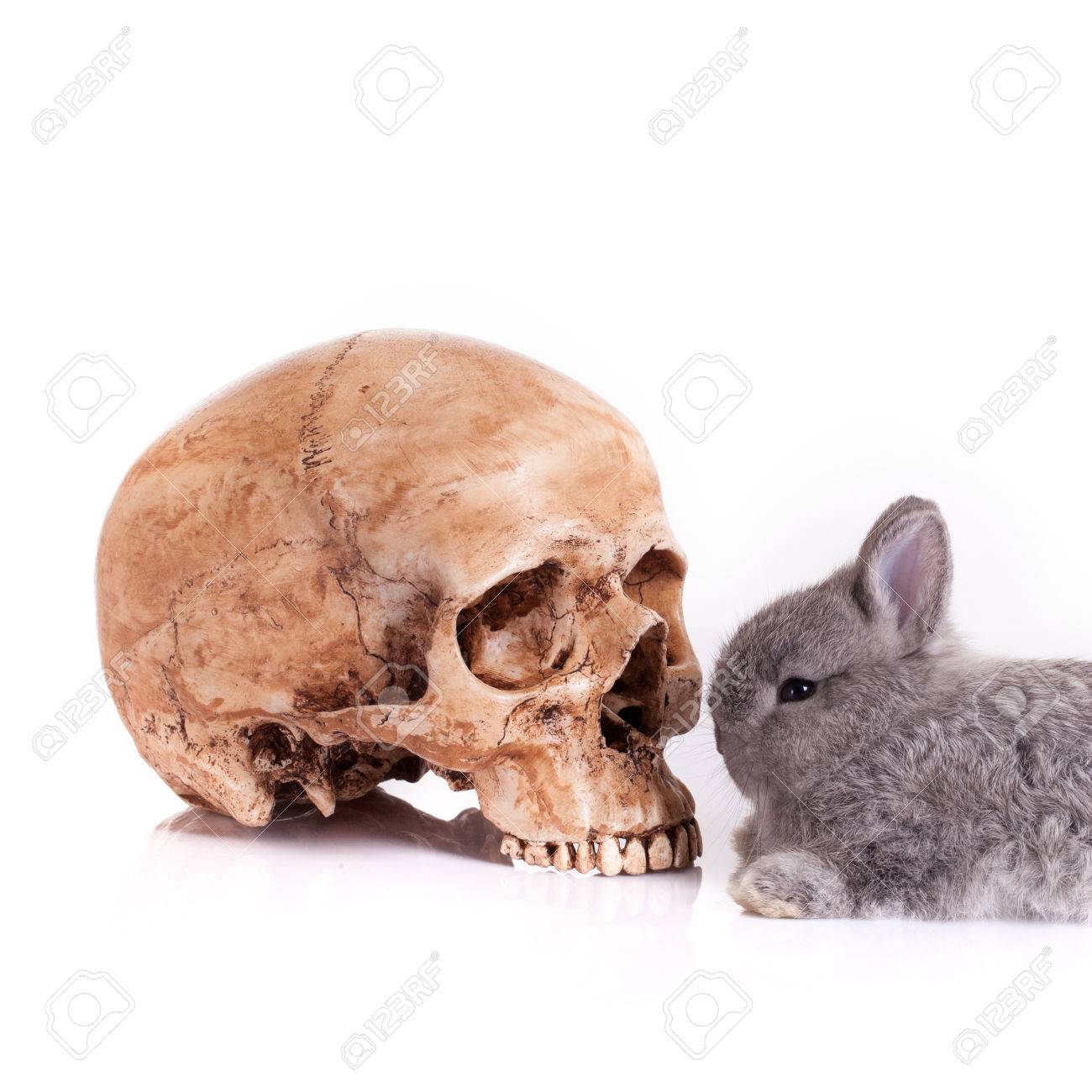 Gris Bebe Conejito Conejo Aislados Sobre Fondo Blanco Fotos Retratos Imagenes Y Fotografia De Archivo Libres De Derecho Image