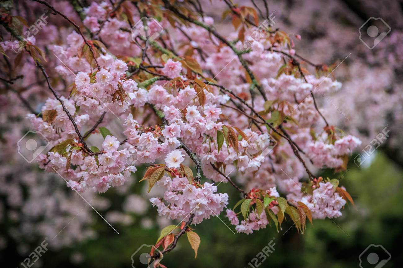 Bloom Arbre Sakura à Fleurs Roses Japon