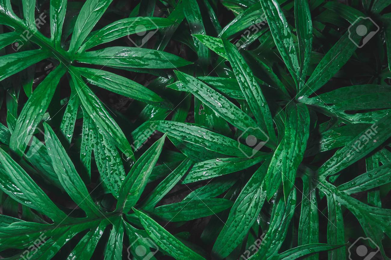 rain drop on tropical green leaf textures,dark tone nature background - 95475527 rain drop on tropical green leaf textures,dark tone nature background - 95475527