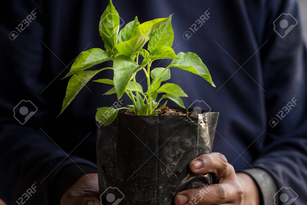 Seedlings are growing in the nursery bag. As the hands of the old man. - 95475542 Seedlings are growing in the nursery bag. As the hands of the old man. - 95475542