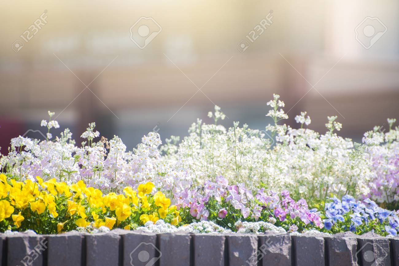 日本で春夏の花の庭 の写真素材 画像素材 Image